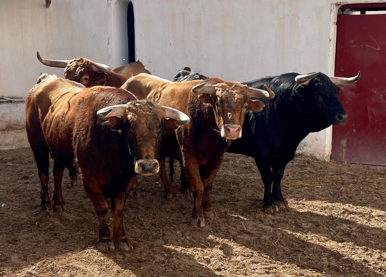 Deslumbrante, de Pedraza de Yeltes, inaugura la Feria de Hogueras de Alicante