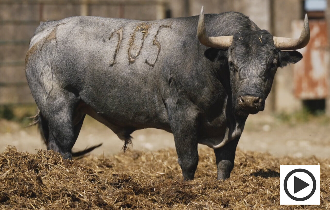 Un hijo de Cobradiezmos para el solo de Escribano con victorinos en Alicante