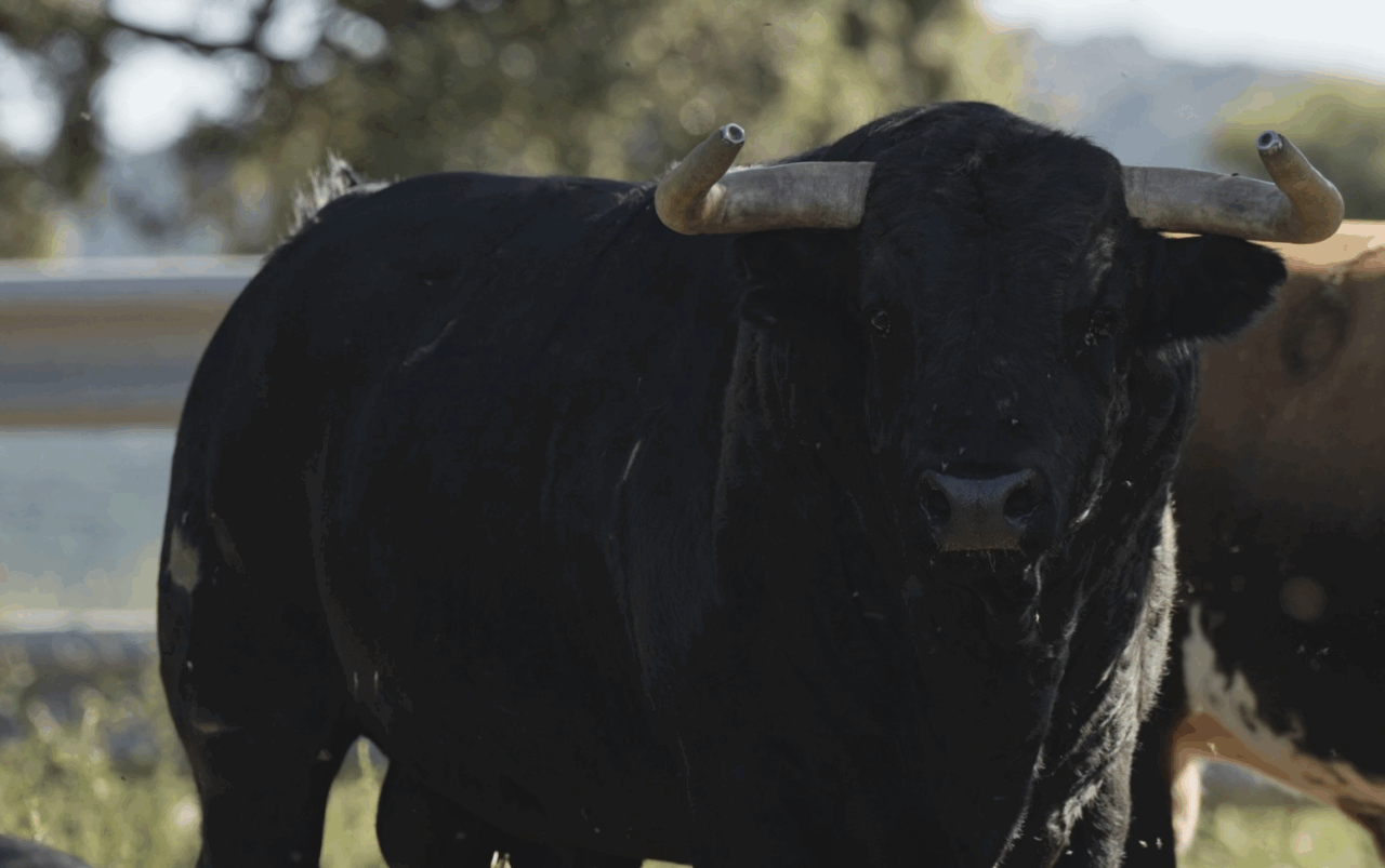 Zacarías Moreno, a refrendar los éxitos de Alicante el día del patrón