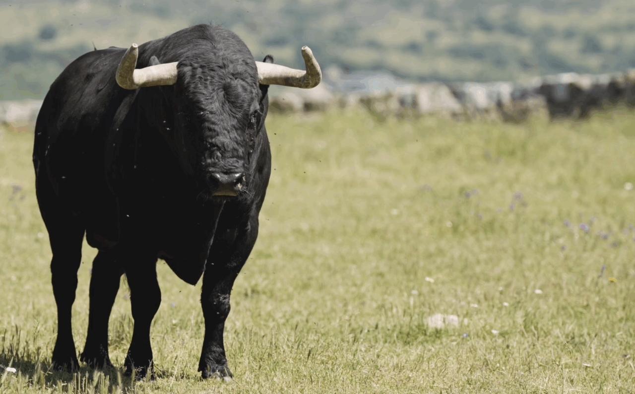 Pablo del Río: "Alicante es la corrida de referencia de nuestra casa para plaza de segunda"