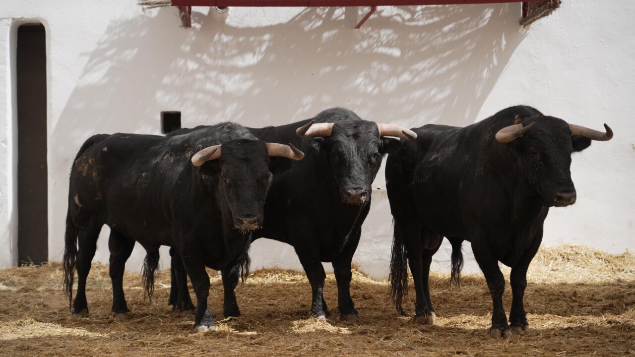 De Lacerado a Sevillano, seis de Zacarías Moreno para la quinta de abono en Alicante