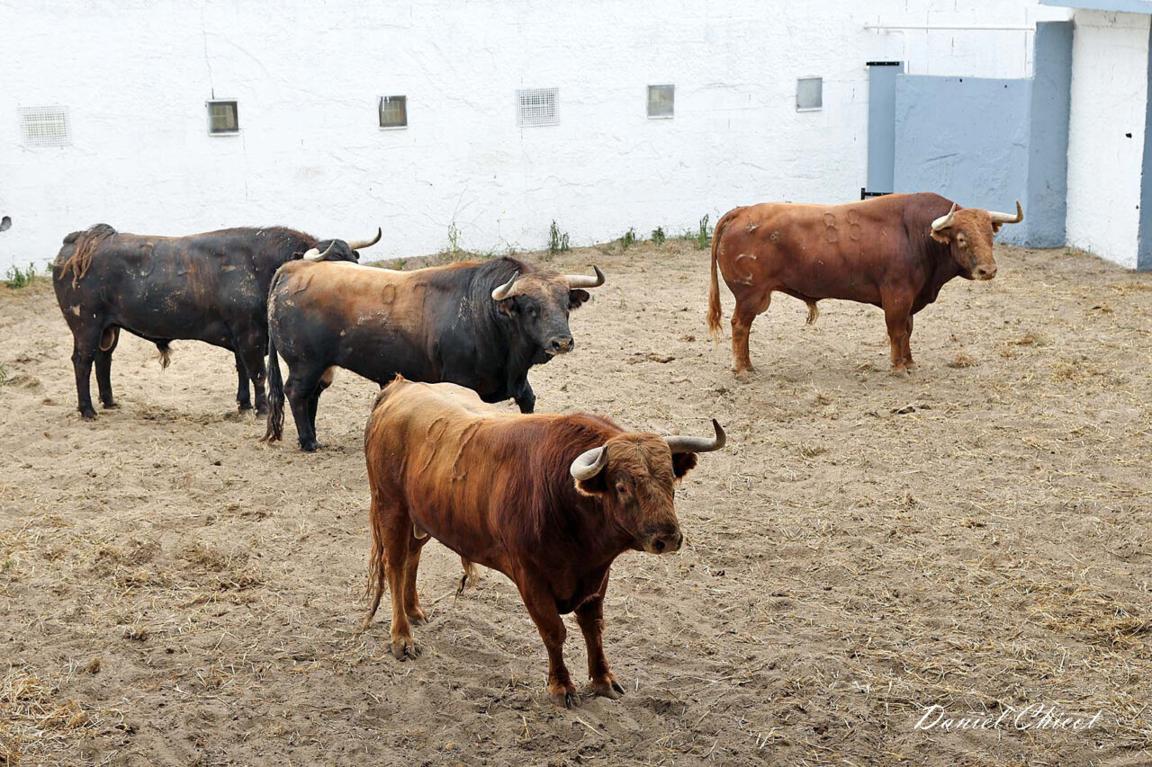 Alumno, de Garcigrande, toro de la alternativa de Marco Pérez en Nimes
