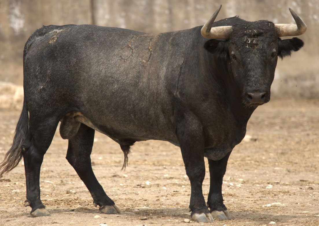Los toros de Victorino Martín para la gesta de Manuel Escribano en Alicante