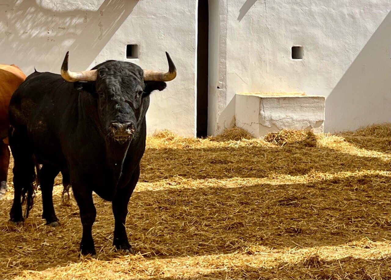 Comunero, de Victoriano del Río, abre el cartelazo de esta tarde en Alicante