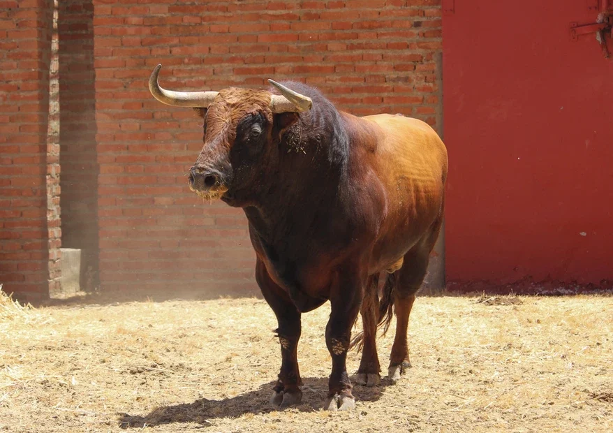 Gritador, de Fuente Ymbro, abrirá la tarde en Algeciras