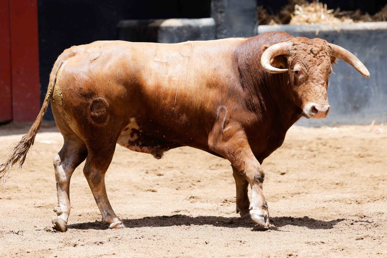 Sorteados los novillos de Julio de la Puerta para esta noche en Sevilla