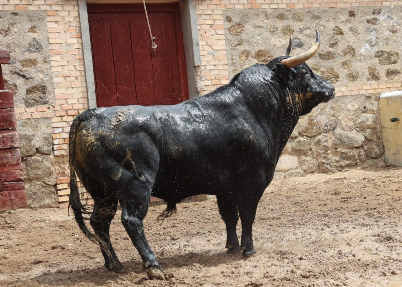 Sevillano, de Daniel Ruiz, abre el cartelazo del Corpus de Toledo