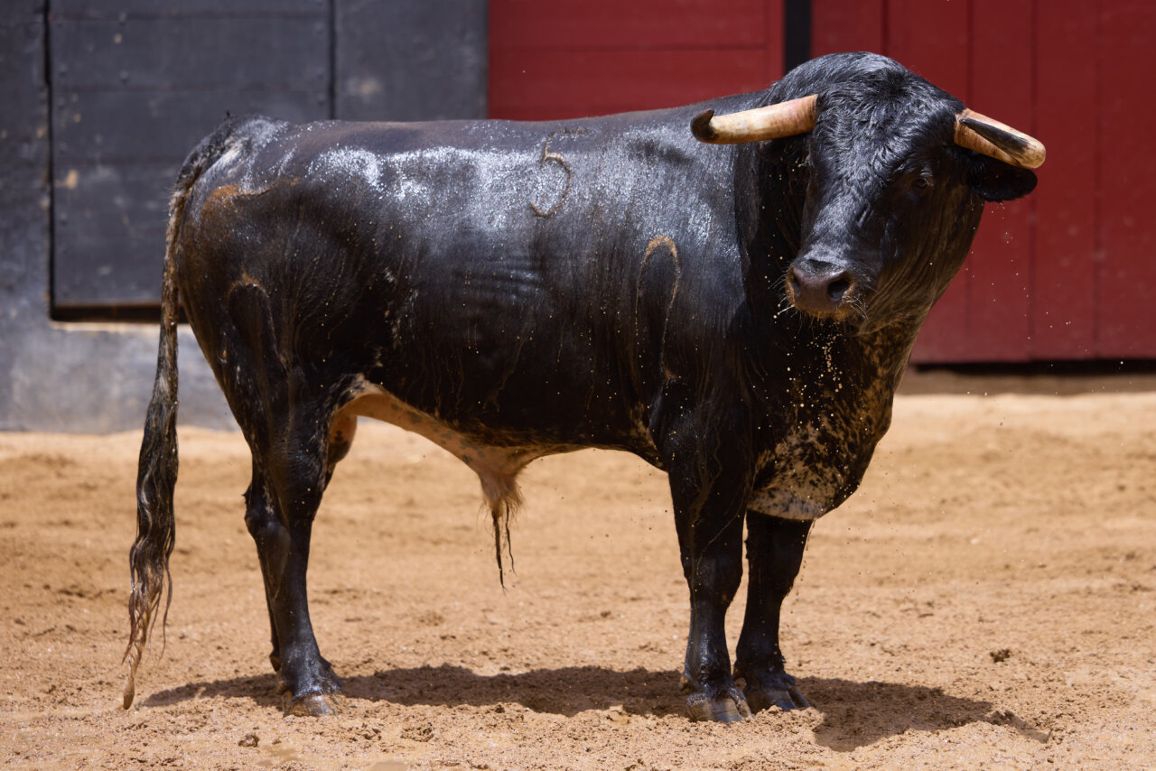 Seis de Murteira Grave para la novillada de esta noche en Sevilla