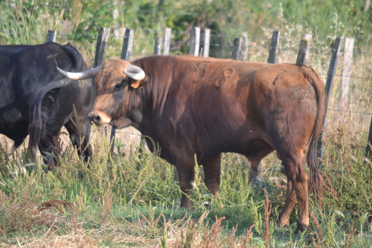 Los novillos de Blohorn para Tarascón