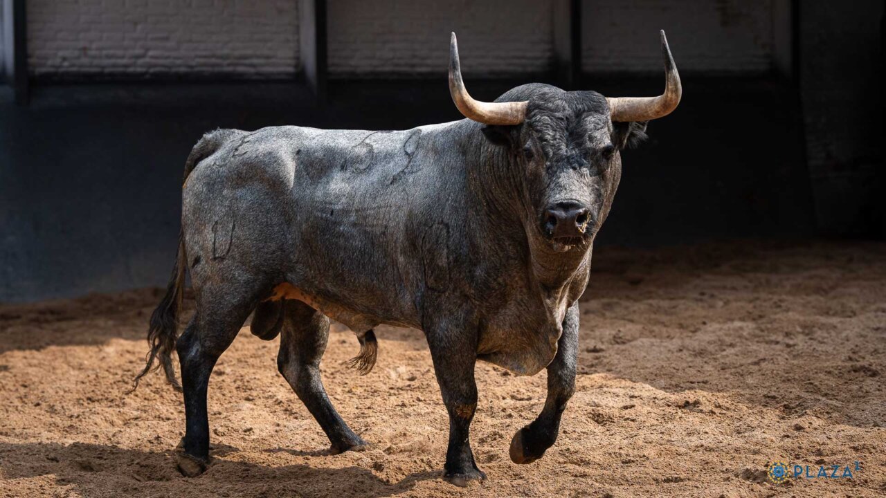 Tostonero abre la tarde de los escolares en Madrid