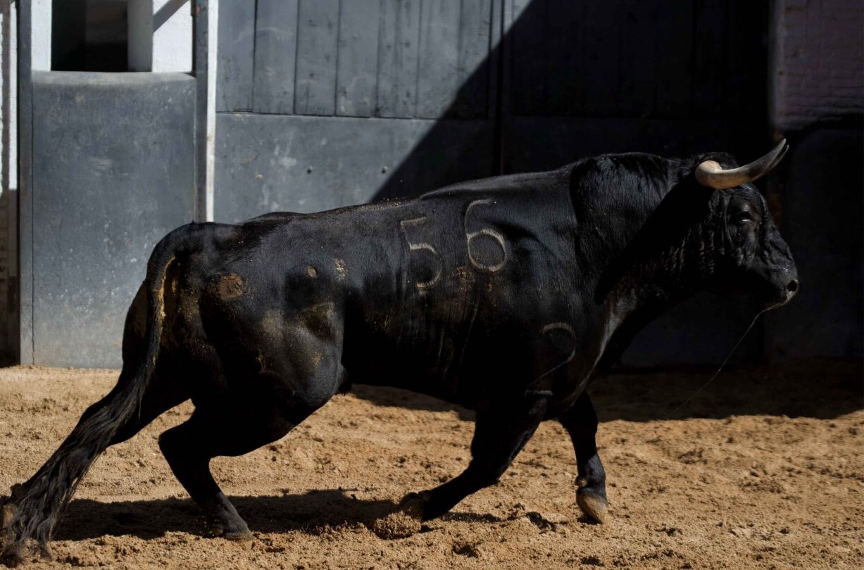Seis de El Retamar para el inicio del certamen Cénate Las Ventas