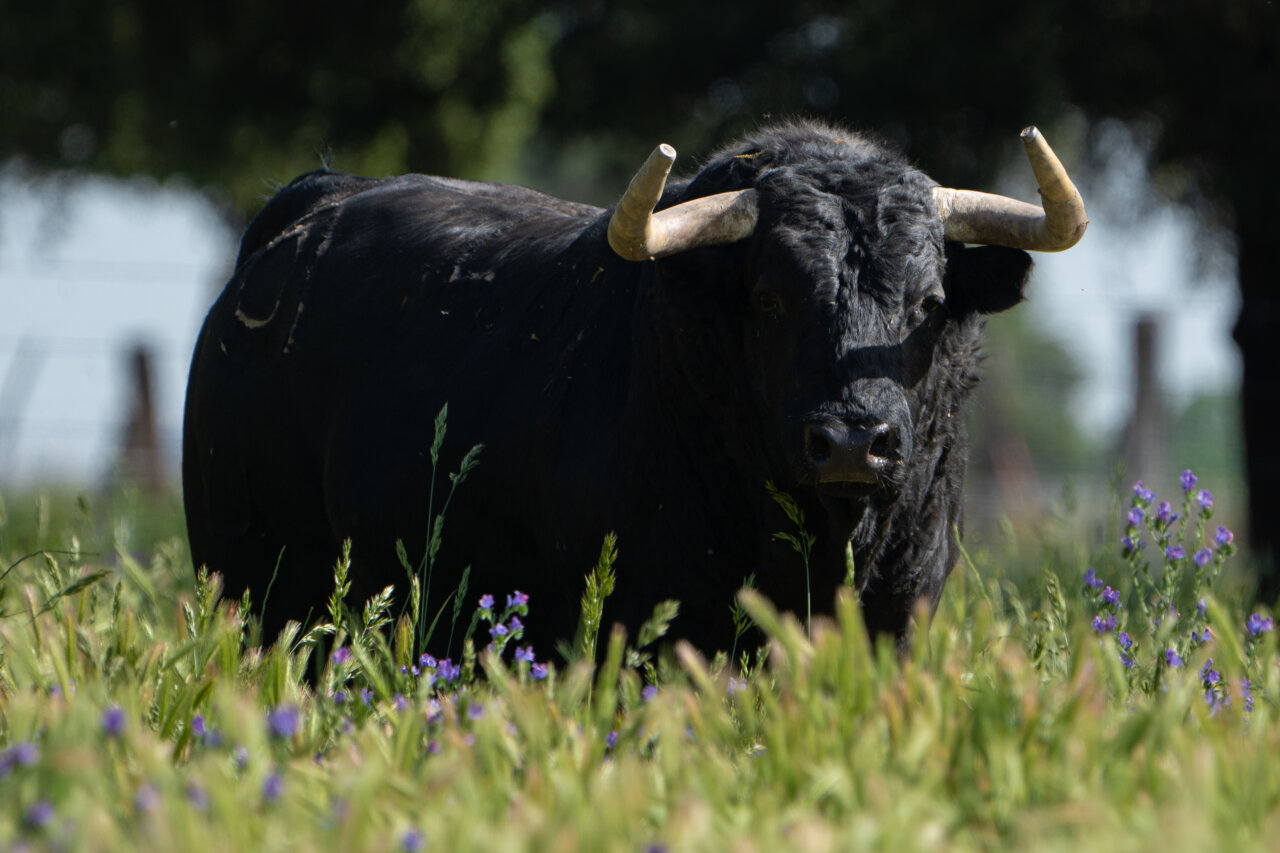 Los toros de Montalvo y Aurelio Hernando para la primera semifinal de la Copa Chenel