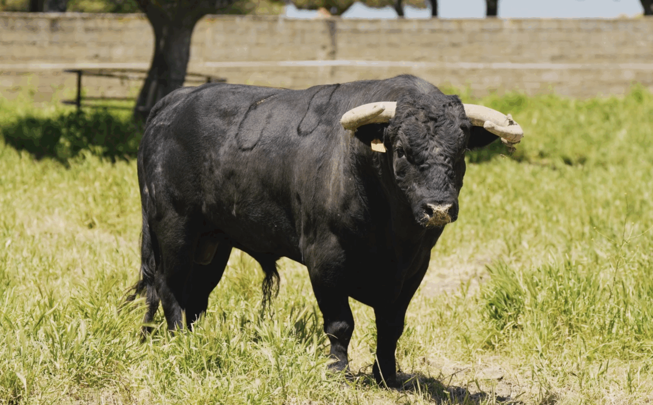 Los toros de Puerto de San Lorenzo y La Ventana para el cartelazo de Hogueras
