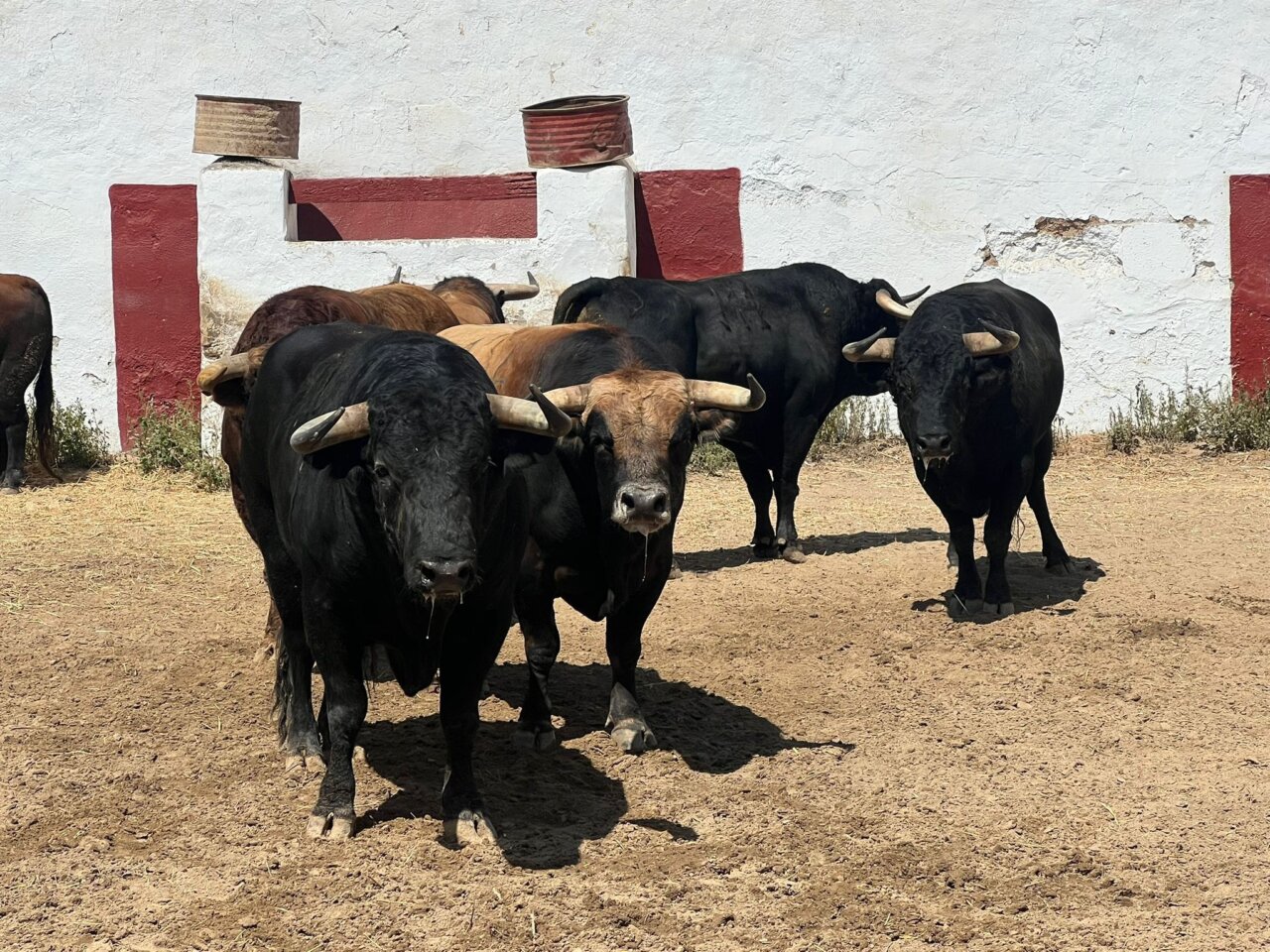 Seis toros de Domingo Hernández por Sant Pere en Castellon