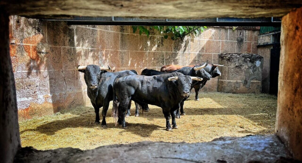 Tres de Juan Pedro Domecq y tres de El Pilar para la segunda de abono en Cáceres