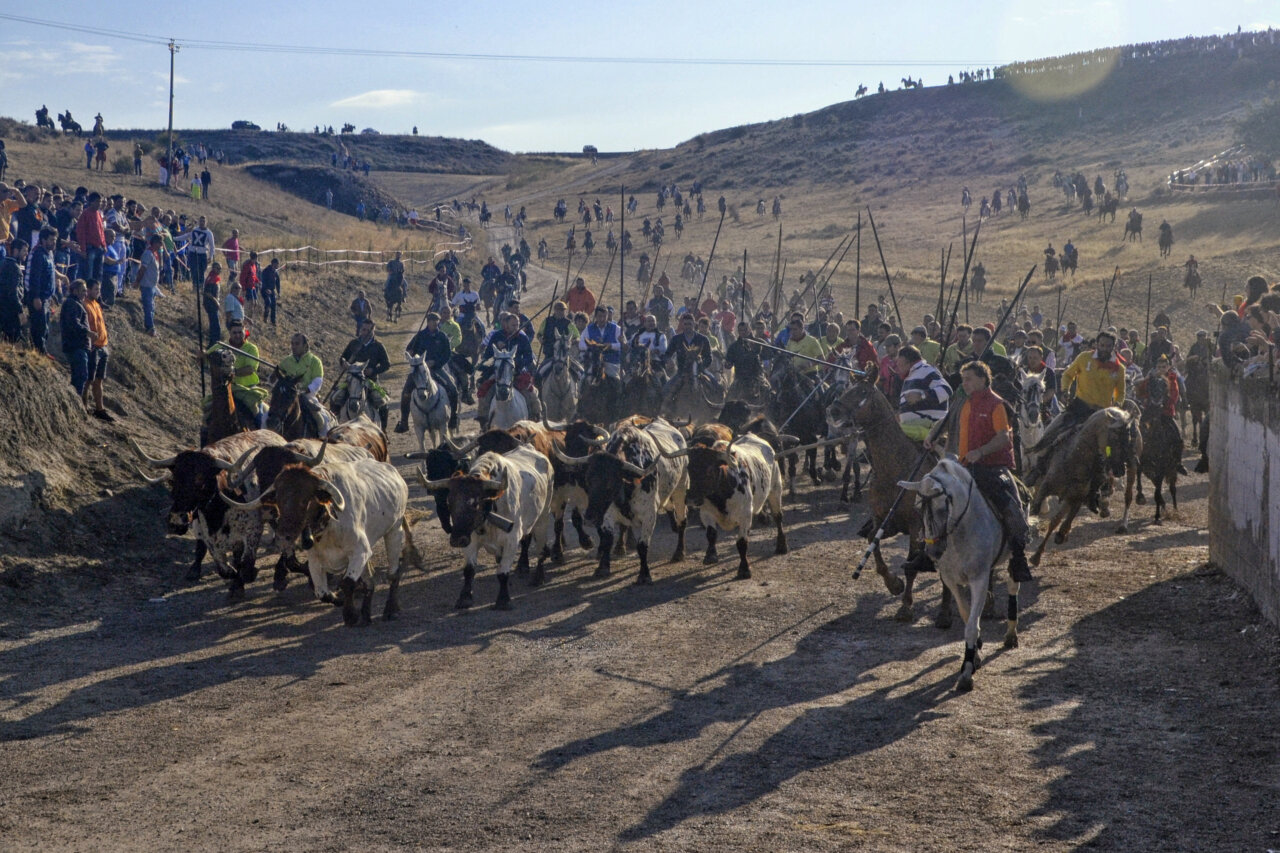 Cuéllar: variedad de encastes para los encierros más antiguos de España