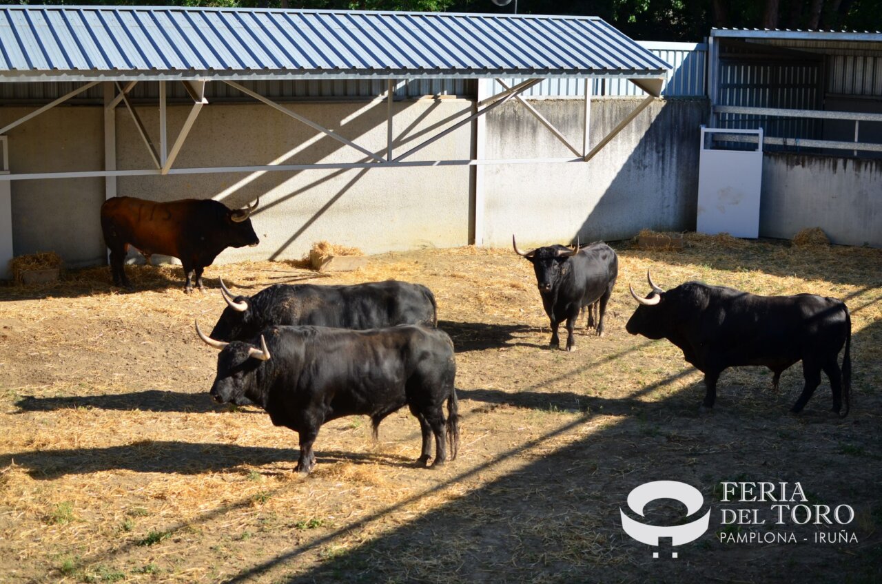 Ocho toros de Fuente Ymbro, los segundos inquilinos del Gas