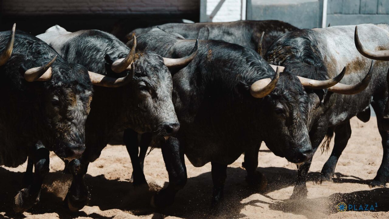 De Sevillano a Madroño, en la de Adolfo Martín para esta tarde en San Isidro
