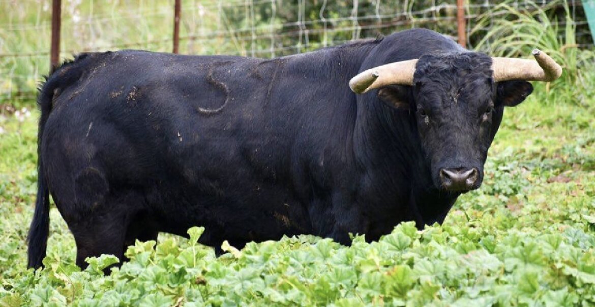 Estos son los toros de La Palmosilla para la feria de Algeciras