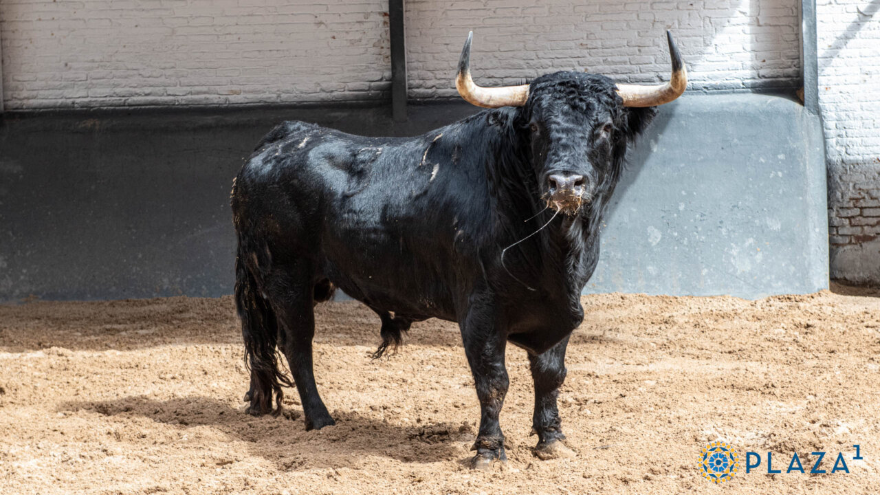 Bellotito, de Valdefresno, abre la corrida de hoy en Las Ventas
