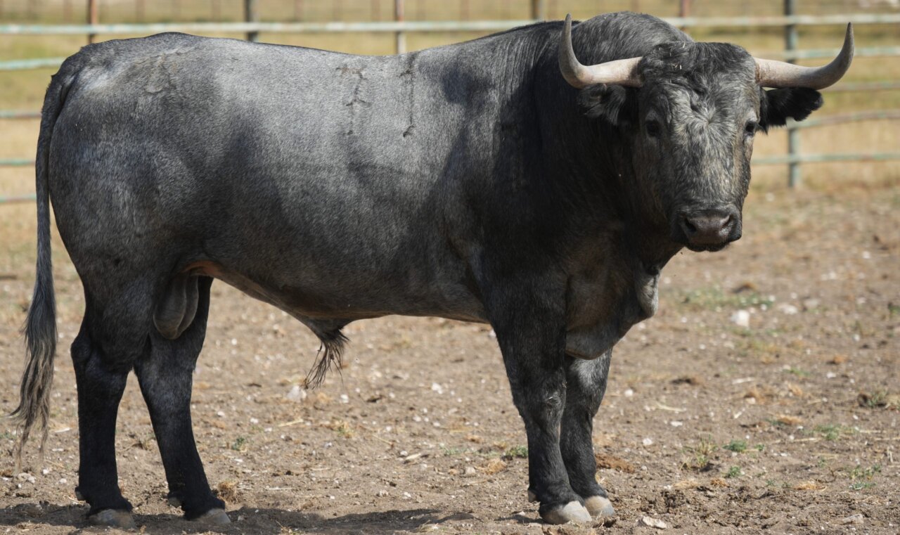 Los toros de Victorino Martín regresan a Granada con Bolsico