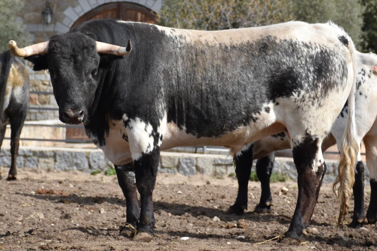 Estos son los novillos de Hermanos Quintas para la feria de Ceret