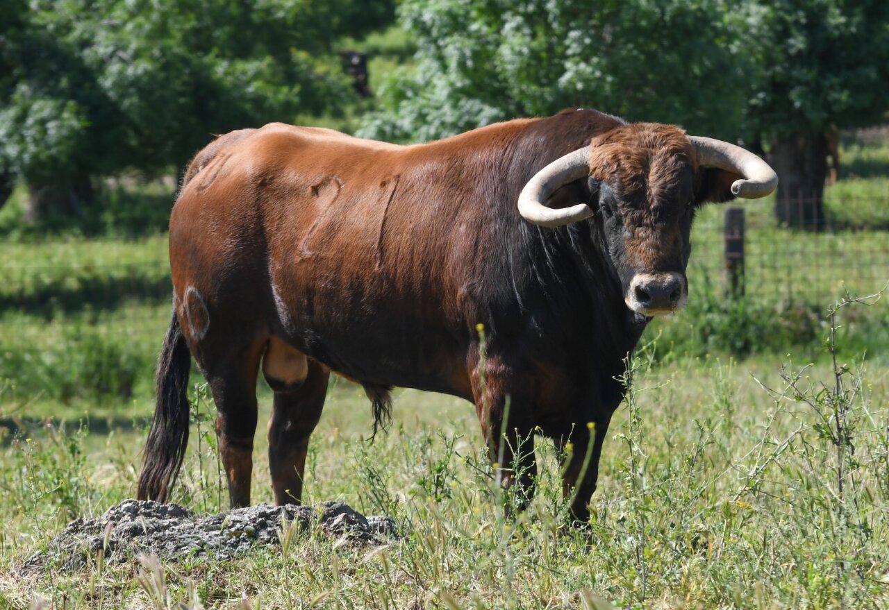 Los novillos de Montealto para la semifinal del Circuito de Madrid