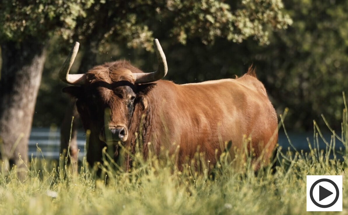 La corrida de Daniel Ruiz para el cartelazo del Corpus de Toledo
