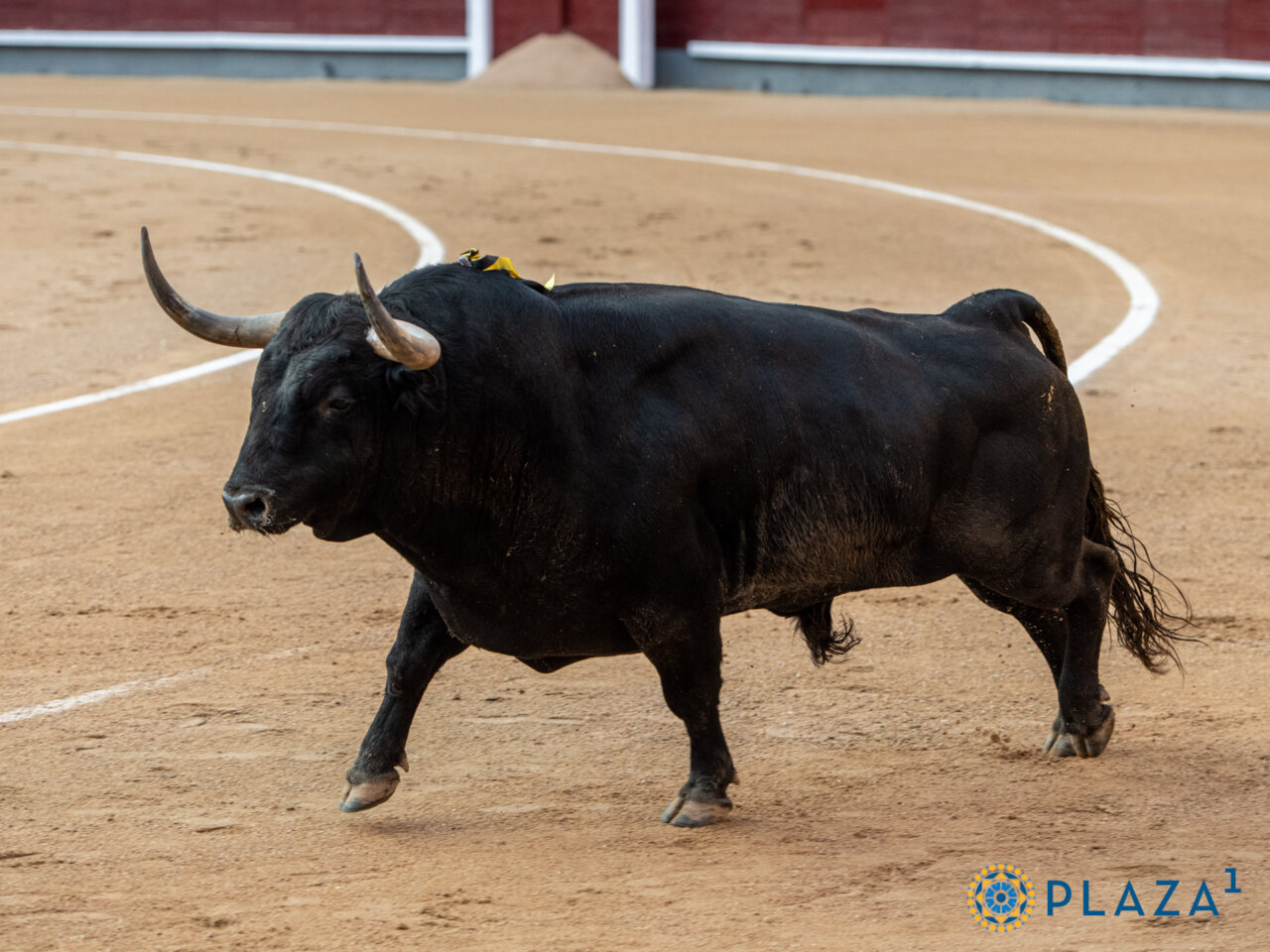 El balance ganadero de San Isidro: de Misterio a Vid, un puñado de toros bravos