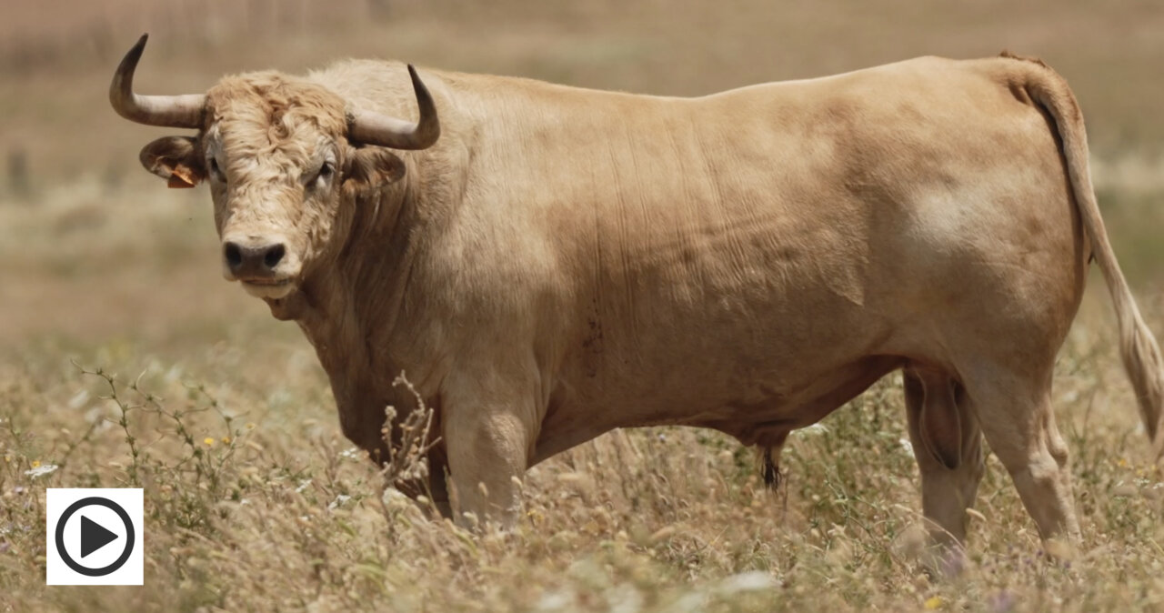 Los cuvillos de Hogueras para el debut de Marco Pérez en Alicante
