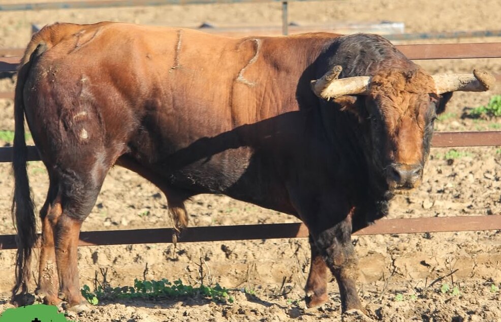 Los toros de Fuente Ymbro para la feria de Algeciras