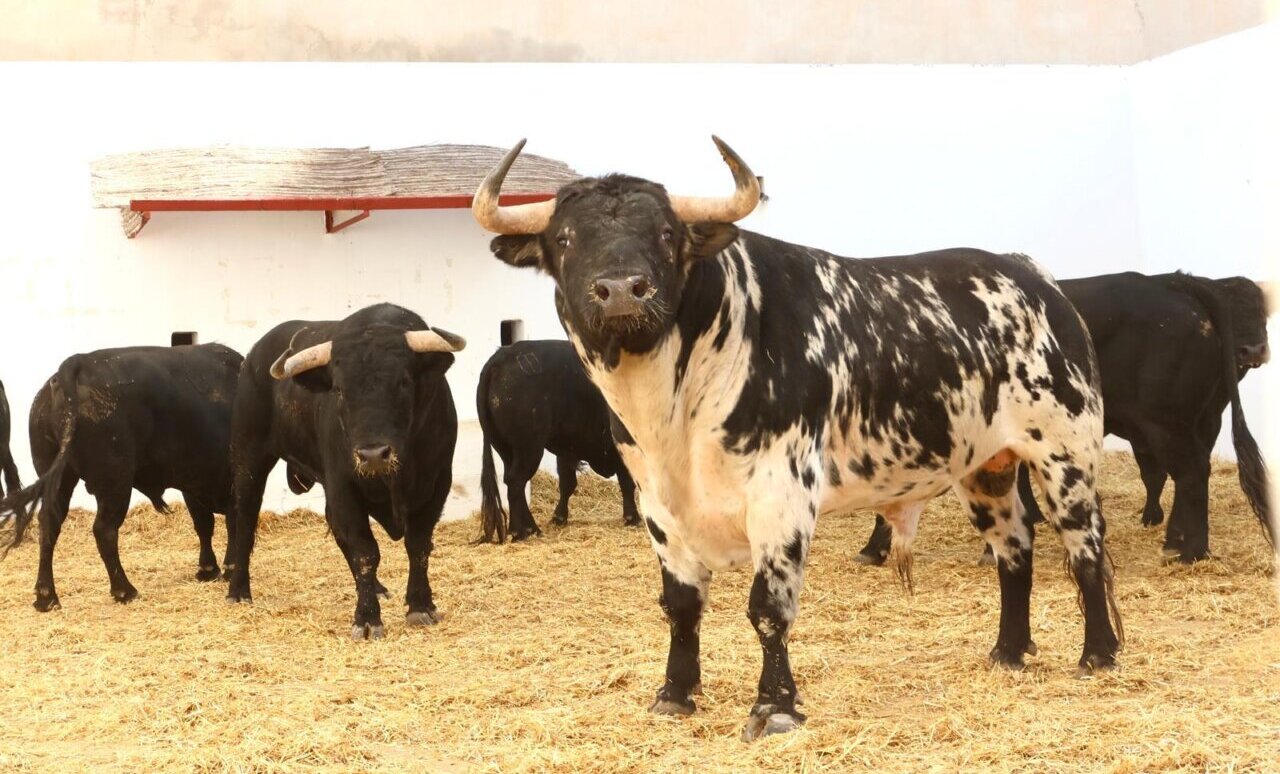 Tres toros de Puerto de San Lorenzo y tres de La Ventana del Puerto para Alicante