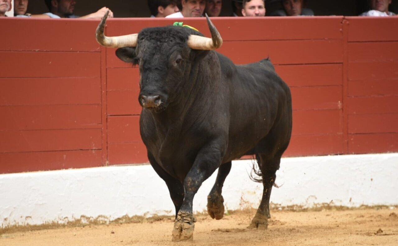 Novedades y míticos regresos en el completo elenco ganadero de Vic-Fezensac