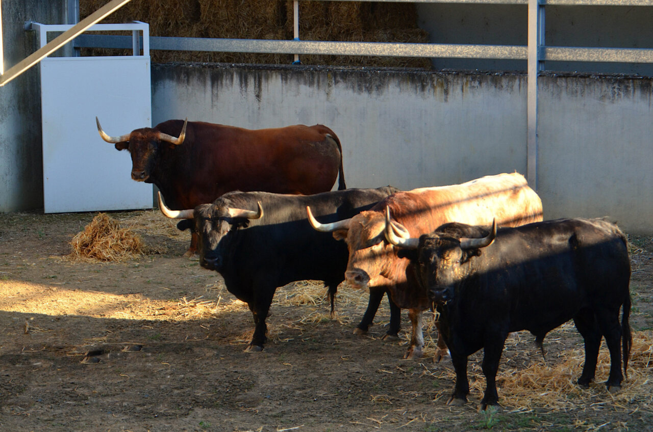Ocho toros de Victoriano del Río, los primeros en llegar al Gas