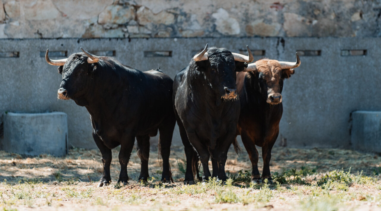 Tres hierros para el mano a mano entre Morante y Marco en Salamanca
