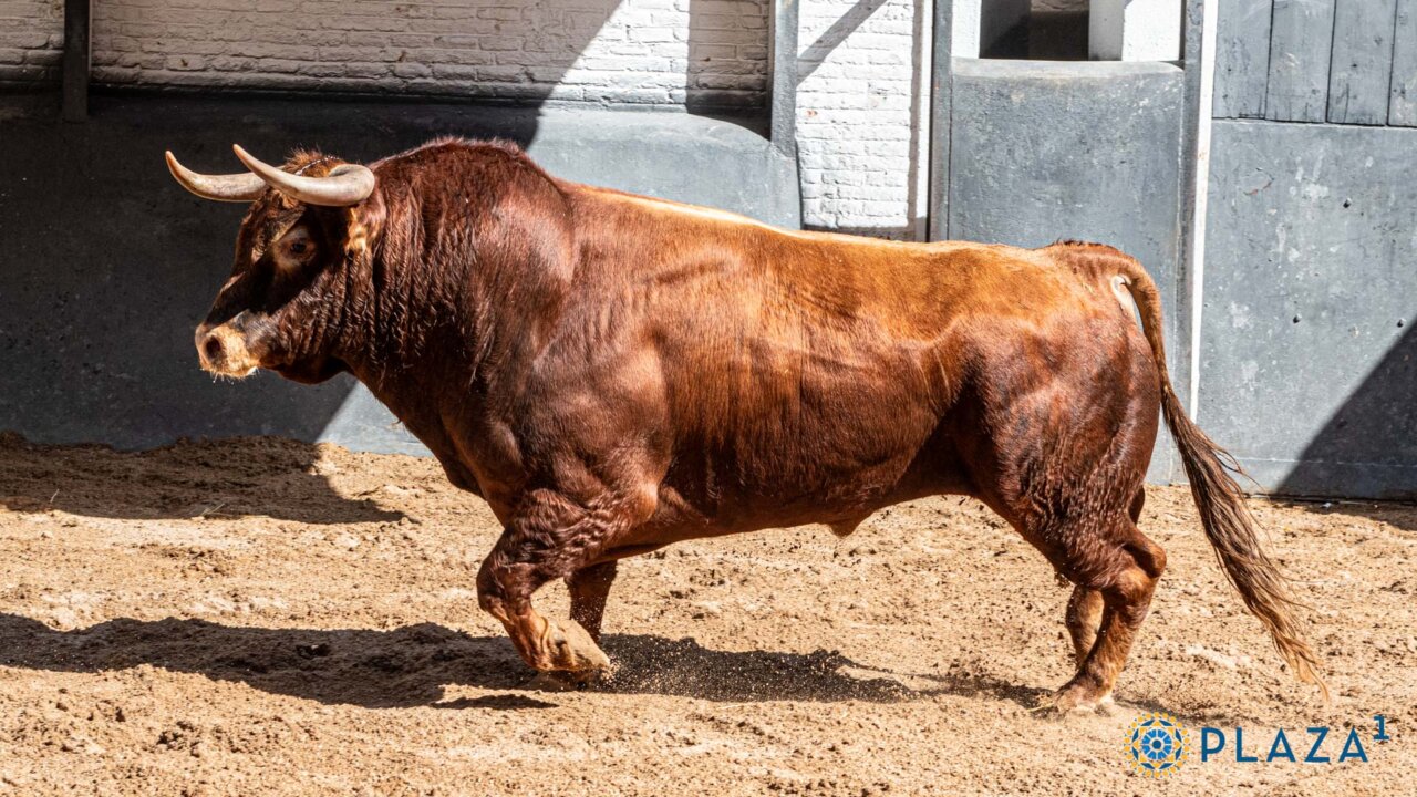 Seis novillos de Los Chospes para la tercera de Cénate Las Ventas