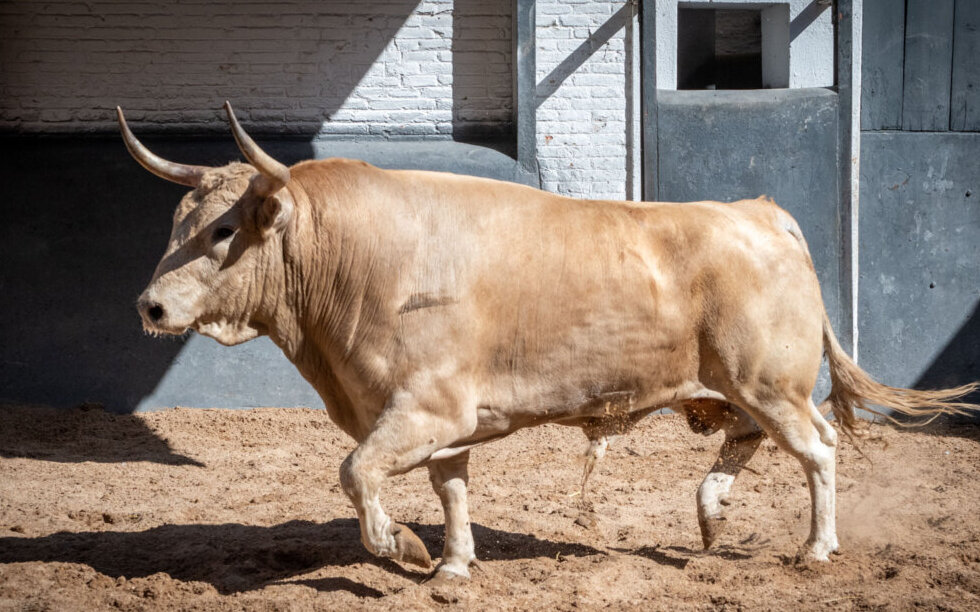 Seis novillos de Guadaira para la final del certamen Cénate Las Ventas