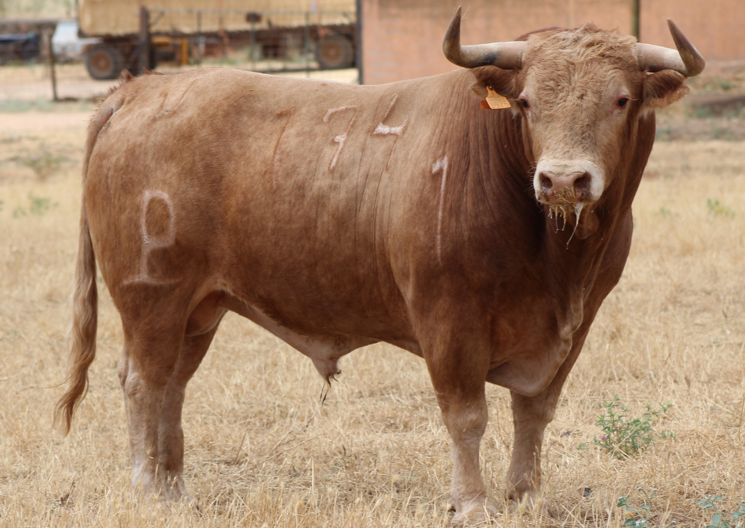 Una seria corrida de Alcurrucén para Villacañas