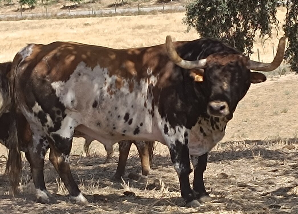 Definidas las ganaderías para la Feria del Toro de Cenicientos