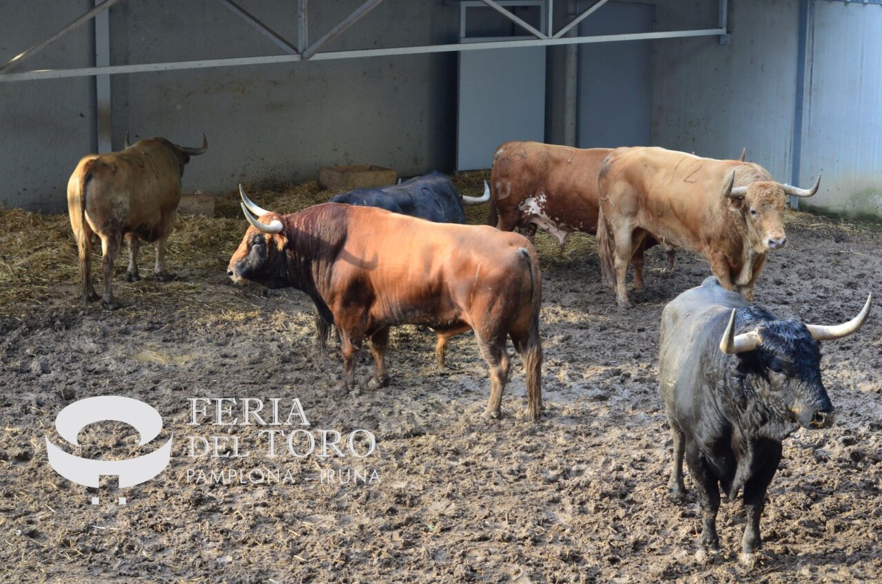 Los toros de Jandilla llenan los Corrales del Gas