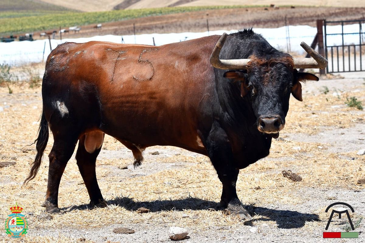 Un sobrero de Cebada Gago en Pamplona será protagonista en la final del concurso de recortes de Villaseca