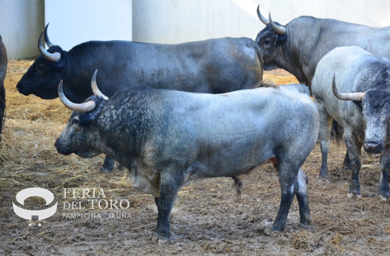 Diputado, de José Escolar, abre la tarde de hoy en Pamplona