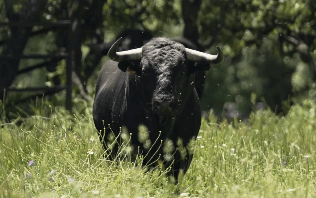 Los toros de Victoriano del Río para el duelo entre Morante y Roca Rey en Ciudad Real