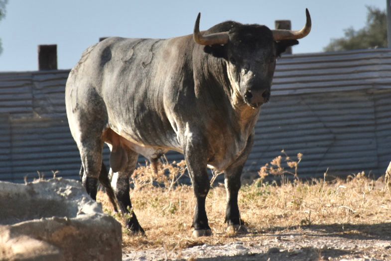 Serio y rematado lote de Saltillo para Ceret