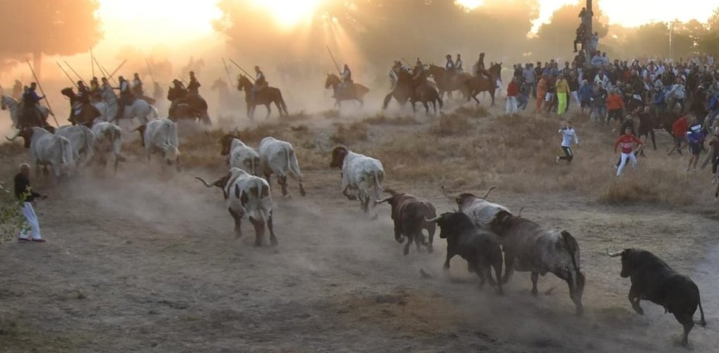Cuéllar presentará el cartel de los toros que correrán los encierros más antiguos de España