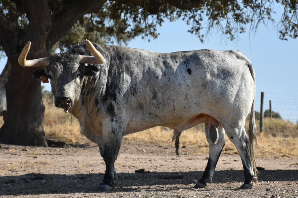 Imponente lote de Sobral para Ceret