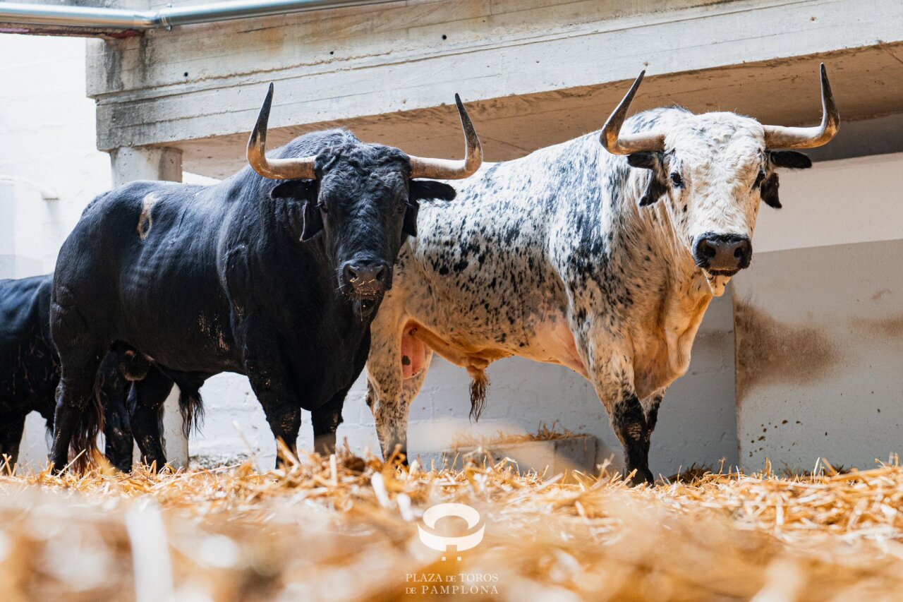Caminante, el segundo de los seis cebadas para Pamplona