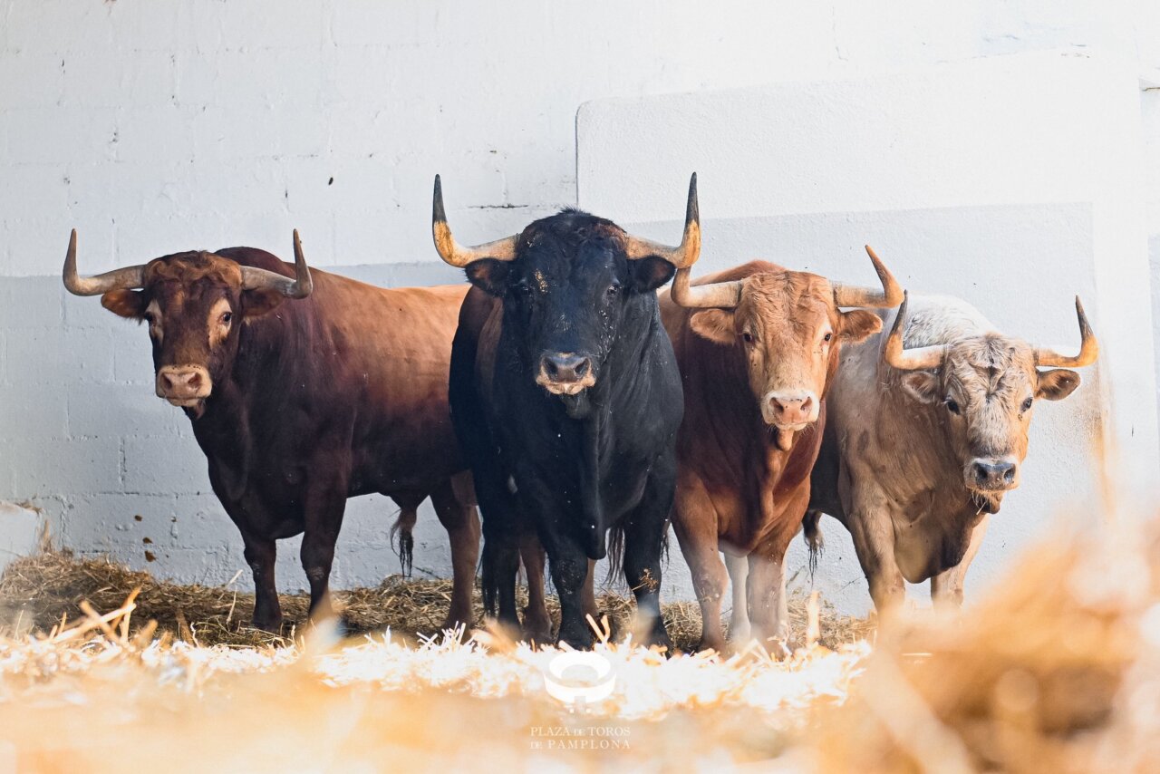 Álvaro Núñez debuta en los sanfermines de Pamplona con Majoleto