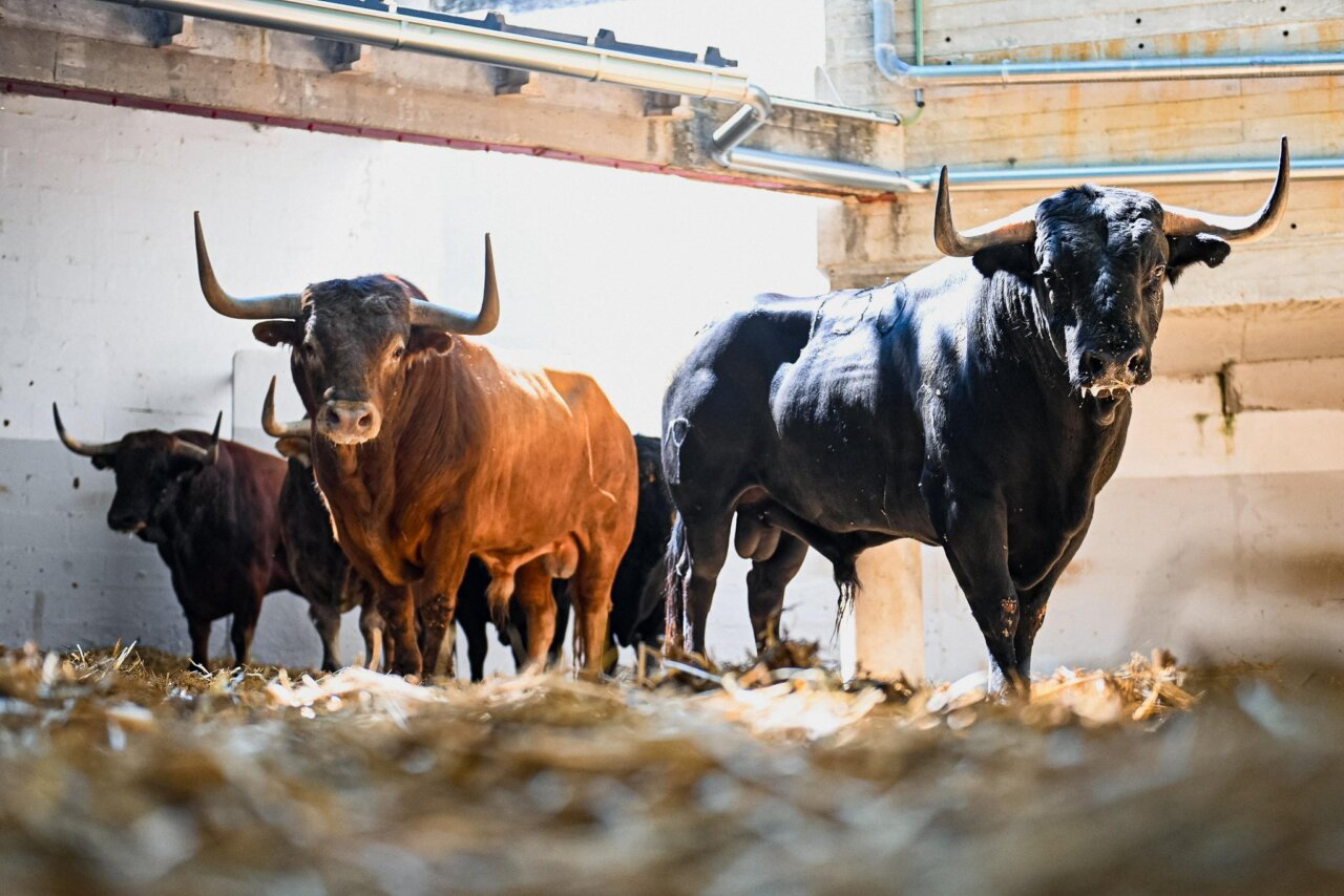 Jara, de Victoriano del Río, abre la tarde en Pamplona