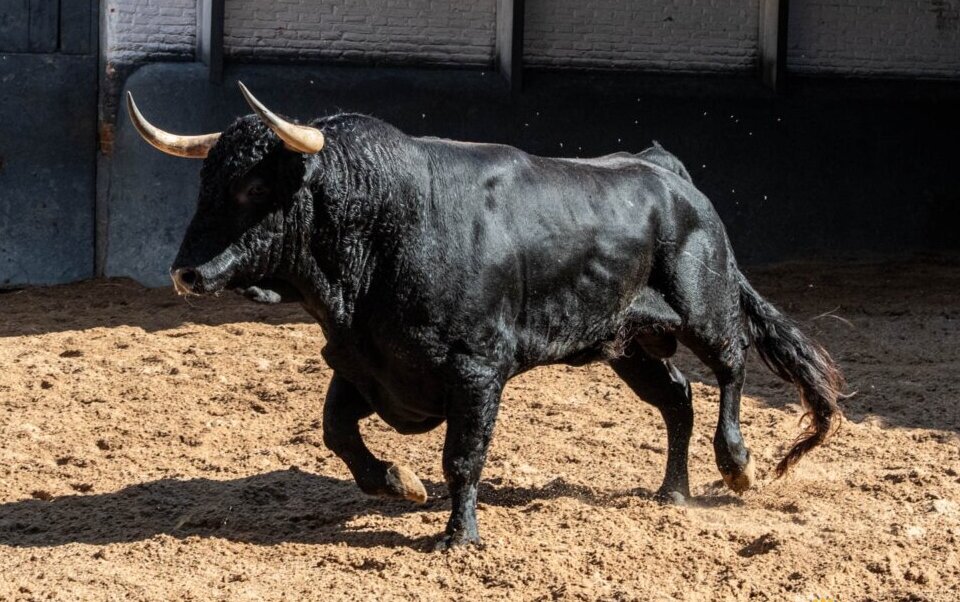 Girasol, de Casa de los Toreros, abre la cuarta de Cénate Las Ventas